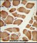 NRP1 Antibody (C-term)