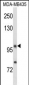 NRP1 Antibody (C-term)