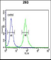 PKM2 (N-term E131) Antibody