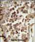 HSPCB Antibody (N-term)