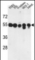 PPM1H Antibody (Center)