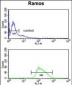 POU2AF1 Antibody (N-term)