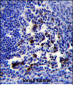 POU2AF1 Antibody (N-term)