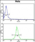 KIF11 Antibody (N-term)