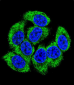 GCLM Antibody (C-term)