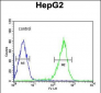PCBD1 Antibody (Center)