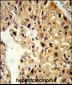 PCBD1 Antibody (Center)