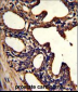 LTF Antibody