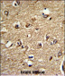 SIRPA Antibody (Ascites)