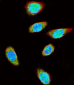 SUMO1 Antibody
