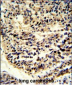 BCL2A1 Antibody (Center)