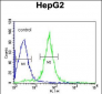 AIFM2 Antibody (C-term)