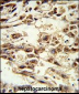 AIFM2 Antibody (C-term)