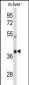 AIFM2 Antibody (C-term)