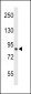 TNPO1 Antibody (N-term)