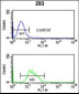 RFC3 Antibody (C-term)