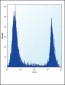 HPRT1 Antibody (N-term)