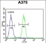 ECE-1 Antibody (C-term)