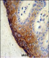 ECE-1 Antibody (C-term)