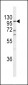 ECE-1 Antibody (C-term)