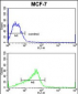 ADAM9 Antibody (C-term)