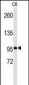 EphB3 Antibody