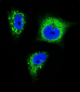 TrkA Antibody