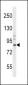 TrkA Antibody