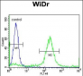 ADAMDEC1 Antibody (N-term)