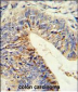 ADAMDEC1 Antibody (N-term)