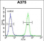 HOXA9 Antibody (C-term)