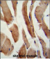 CFLAR Antibody (Center)
