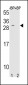 TIMP3 Antibody (Center)