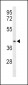 OPRM1 Antibody (Center)