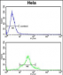 CDC20 Antibody (N-term)