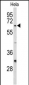 CDC20 Antibody (N-term)