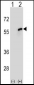 CDC20 Antibody (N-term)