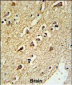 RPL18A Antibody (C-term)