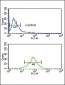 ACOT8 Antibody (C-term)