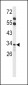 ACOT8 Antibody (C-term)