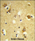 APOBEC3F Antibody (N-term)