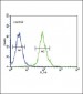 TPH2 Antibody (Center)