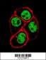 CDC73 Antibody (Center)