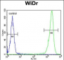 DEK Antibody (C-term)