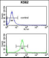 EIF4A2 Antibody (C-term)