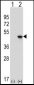 EIF4A2 Antibody (C-term)