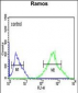 GSTP1 Antibody (Center)