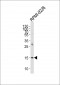 REG3A Antibody (N-term)