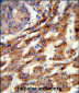 ERGIC3 Antibody (N-term)