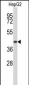 ERGIC3 Antibody (N-term)